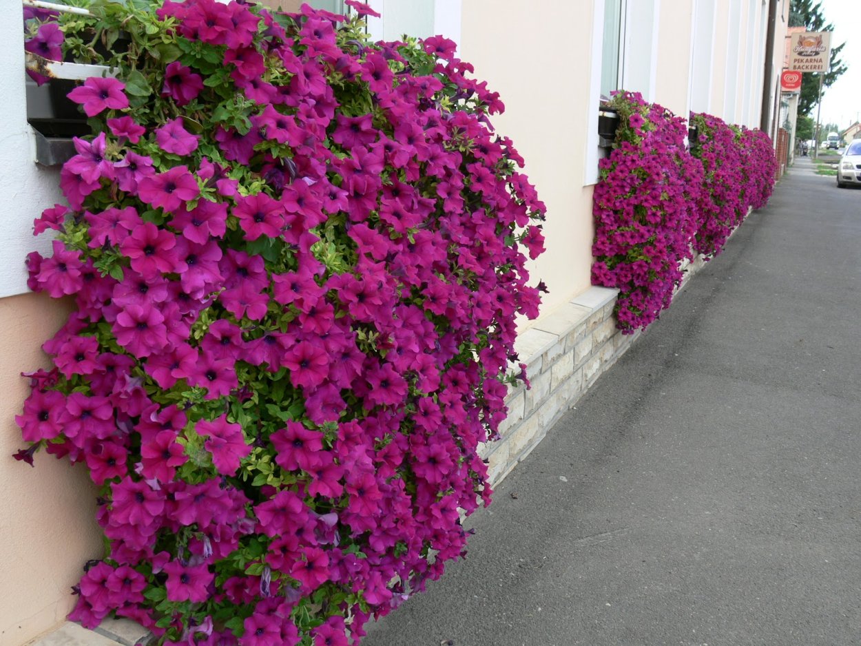 Петуния Парпл вельвет