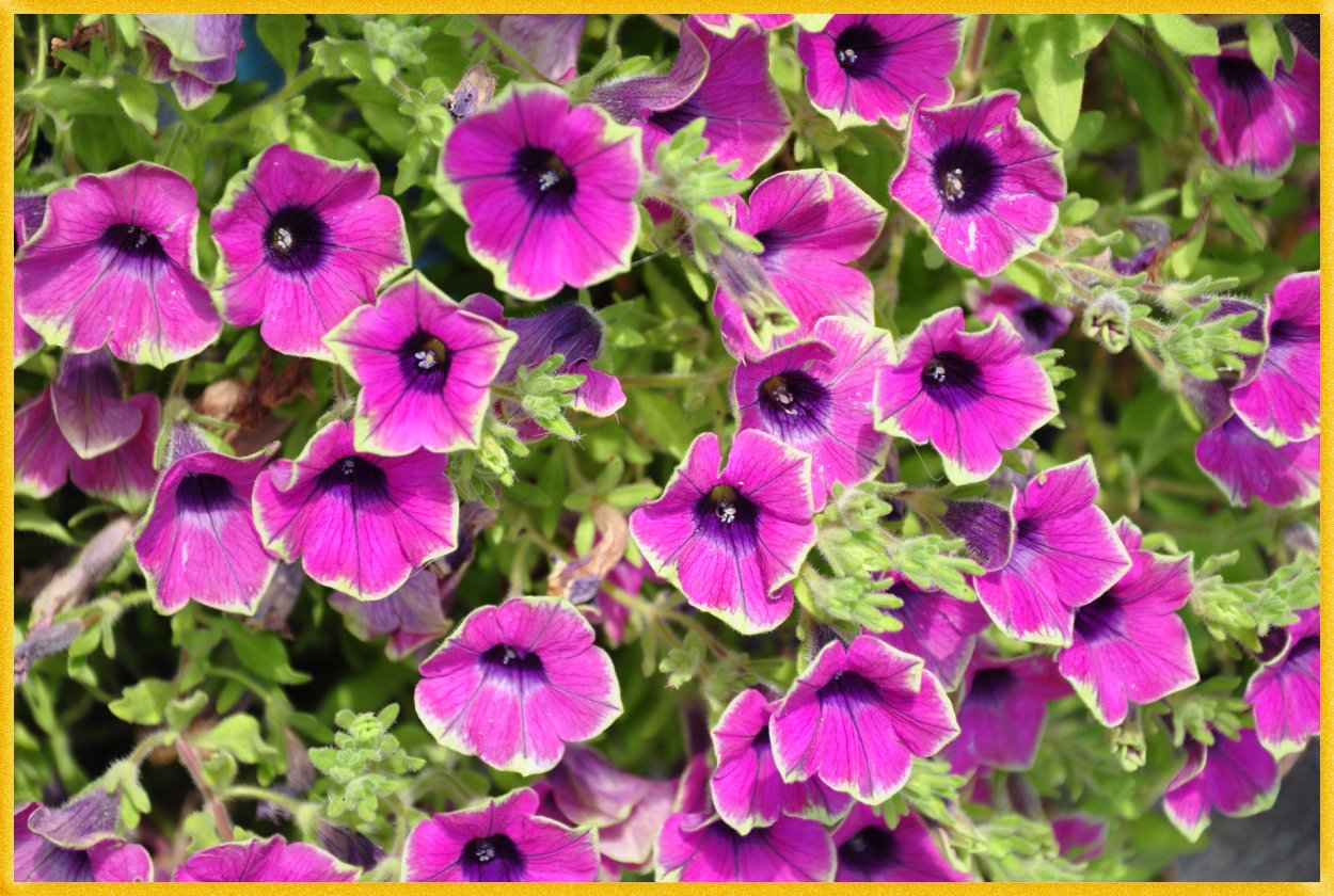 Петуния Littletunia Fuchsia