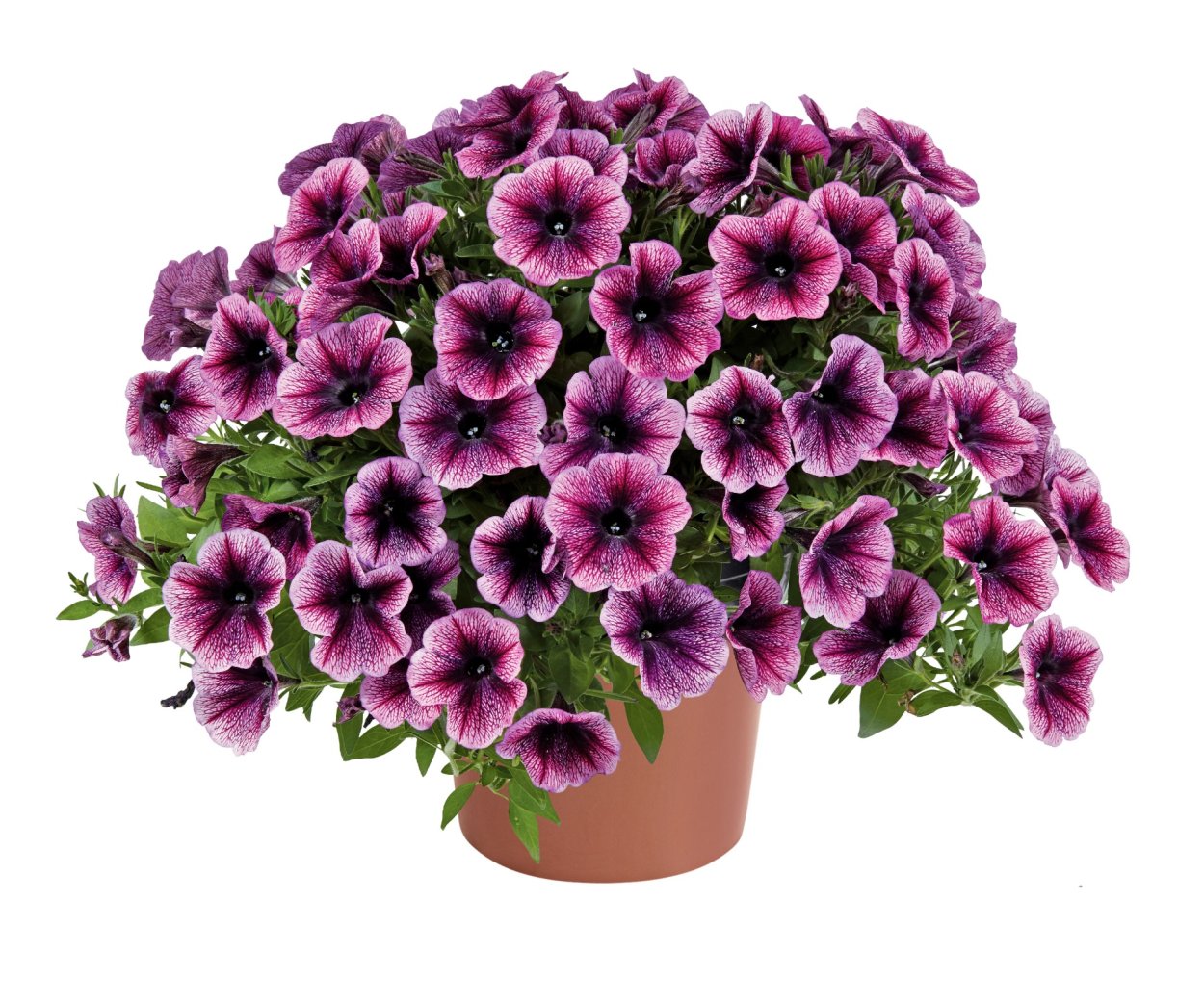 Петуния Cascadias Purple Gem