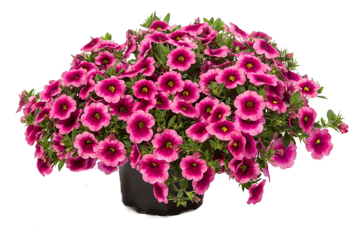 Калибрахоа ампельная белая