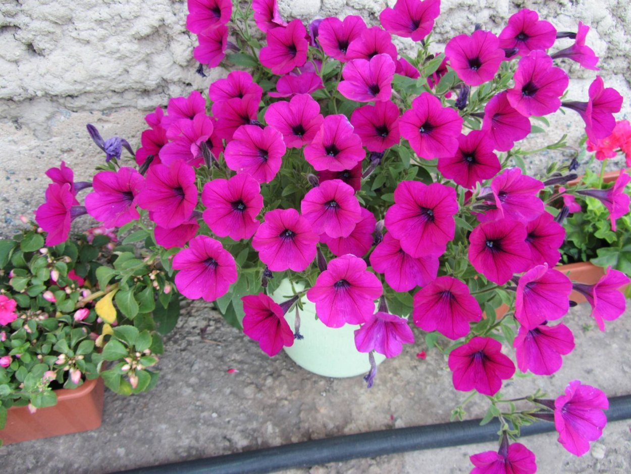 Петуния суперкаскадная бургунди f1