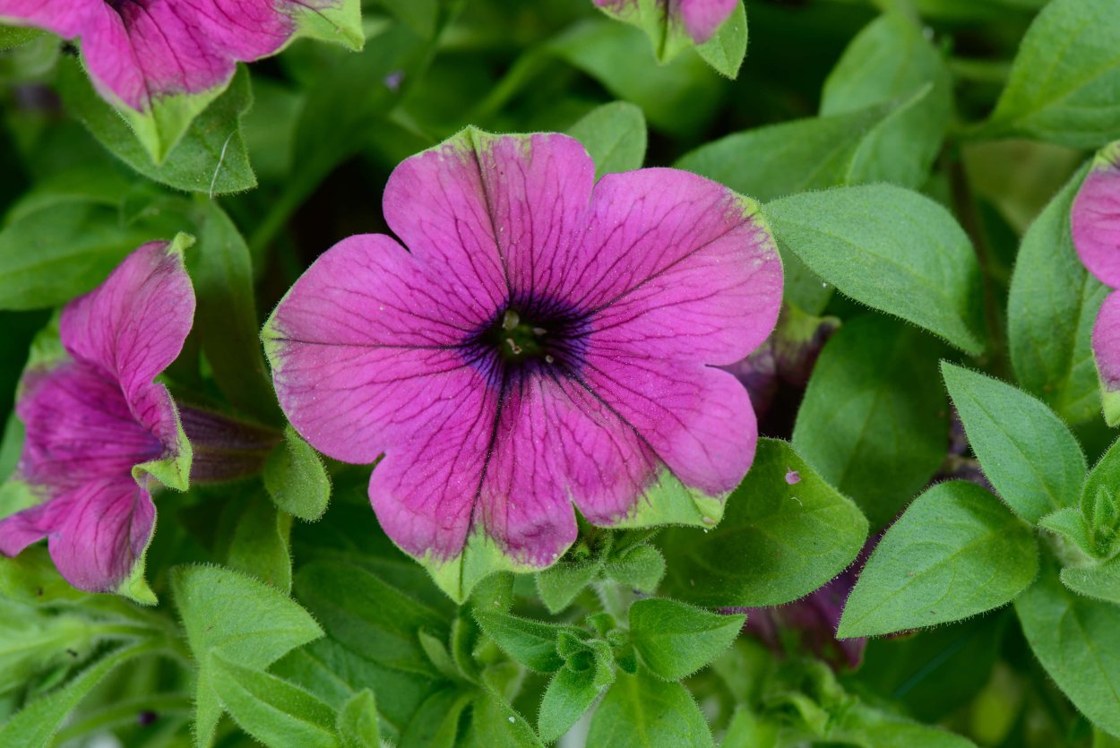 Петуния Каскадиас питайя