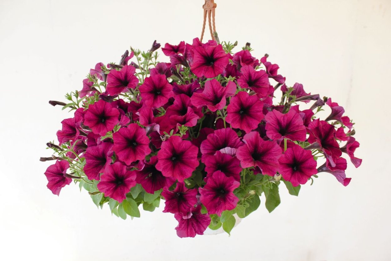 Петуния ампельная