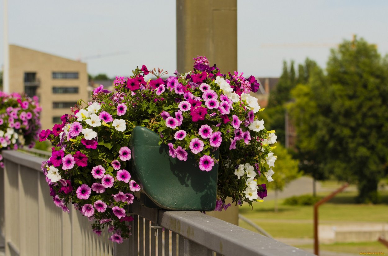 Бакопа сурфиния калибрахоа