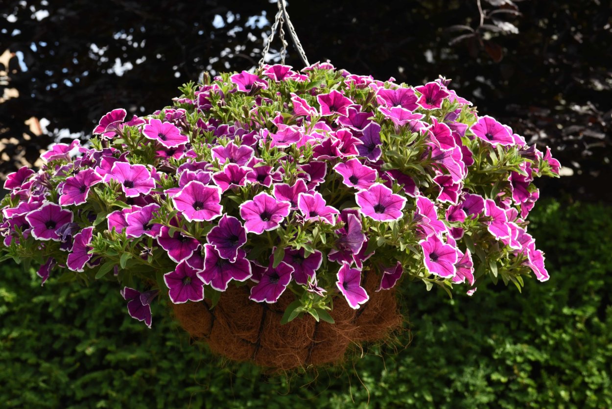 Петуния маджента Хало