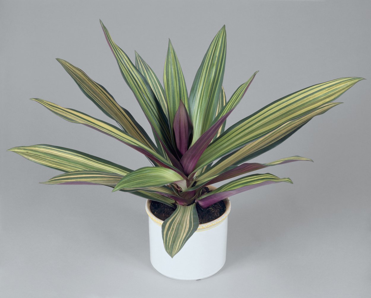 Драцена Рео