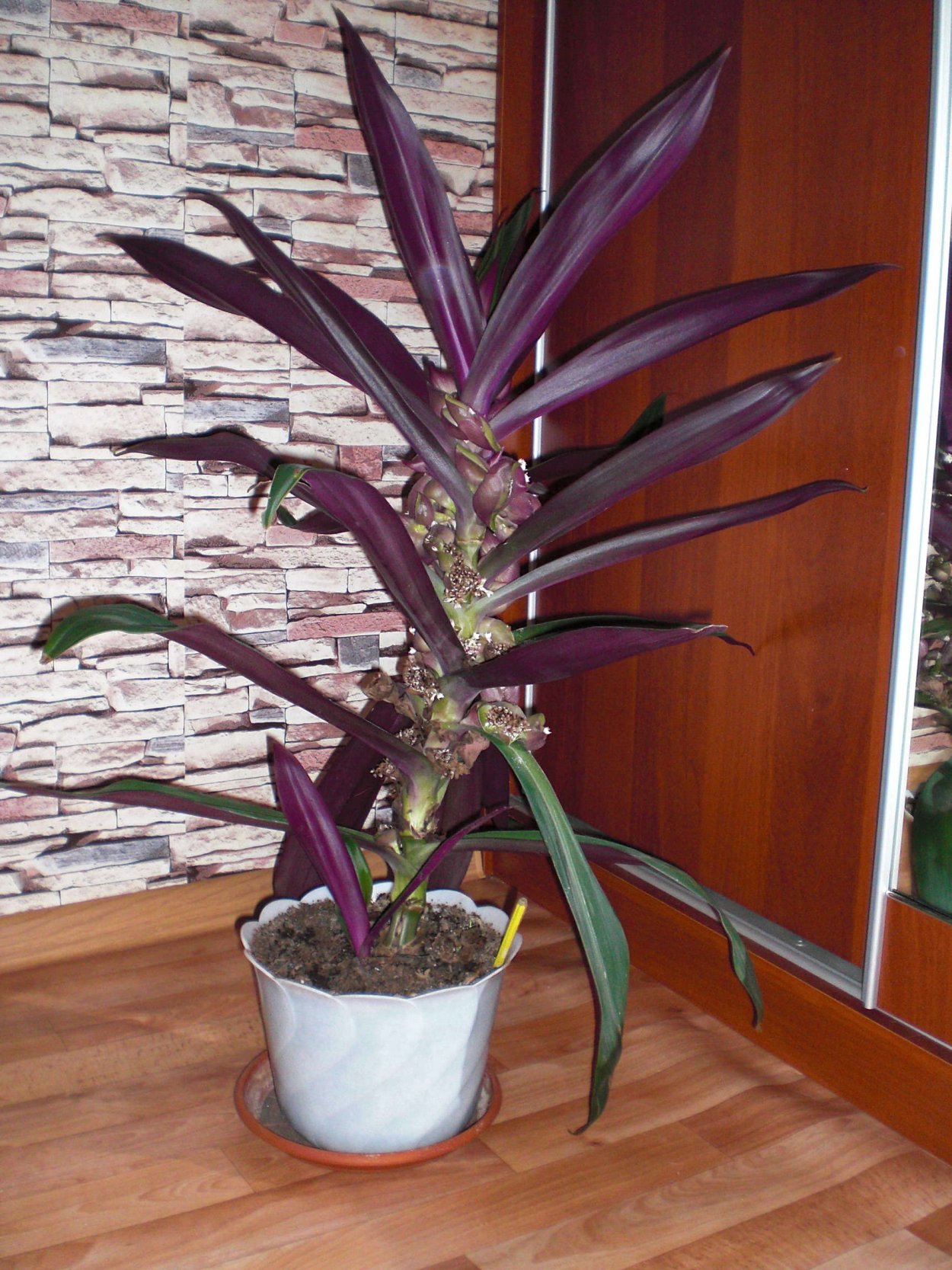 Рео пестрое цветок