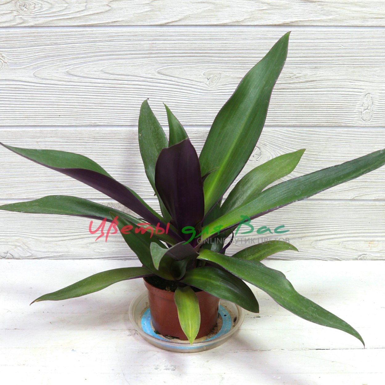 Рео пестрое цветок комнатный