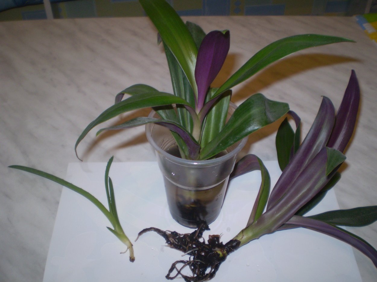 Рео цветок отростки