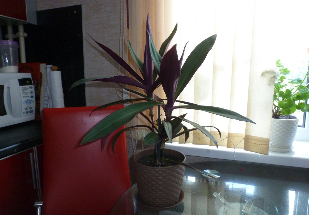 Рео цветок в интерьере