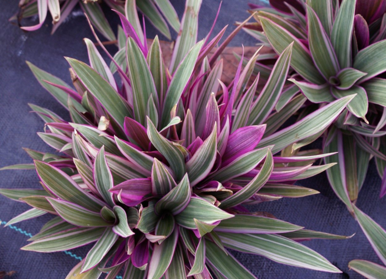 Традесканция покрывальчатая Рео