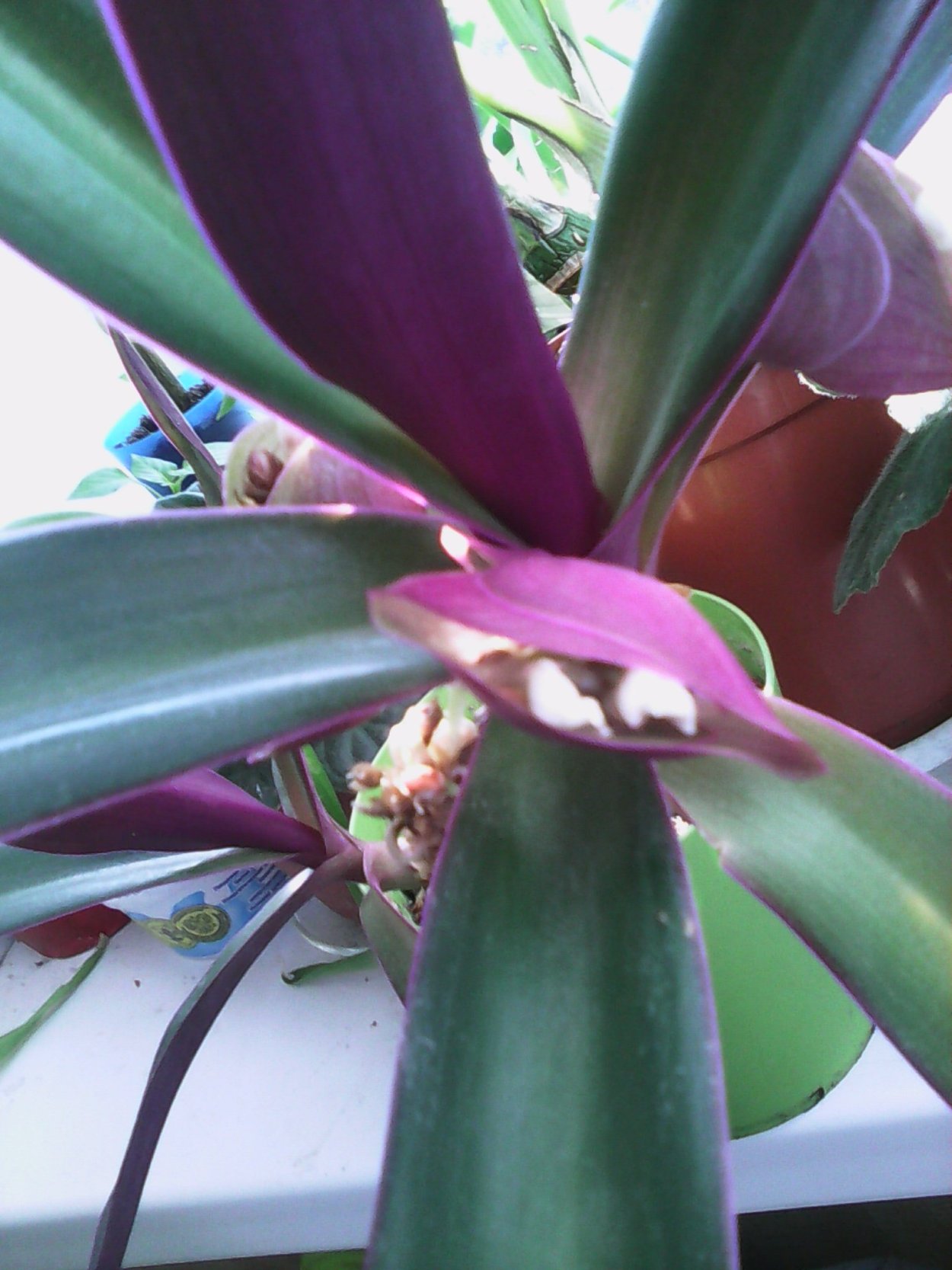 Рео традесканция покрывальчатая мужегон