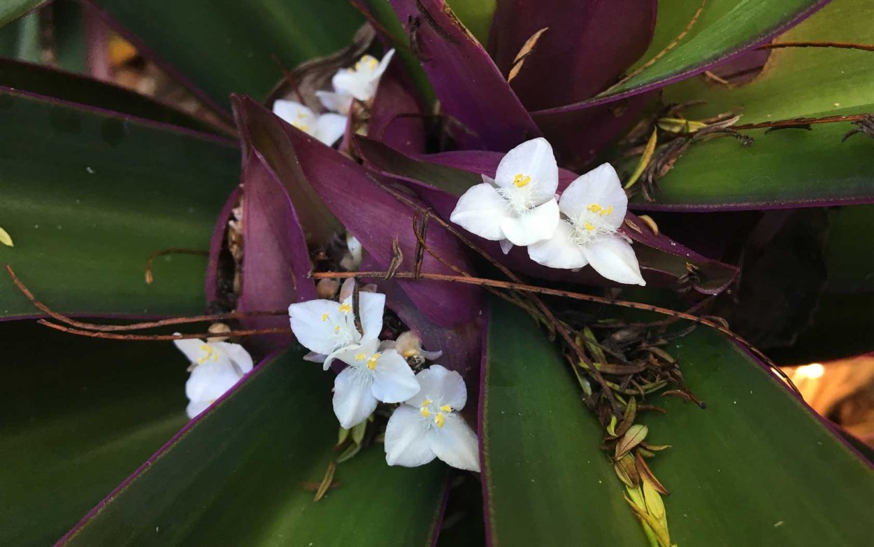 Рео Ладья Моисея цветок