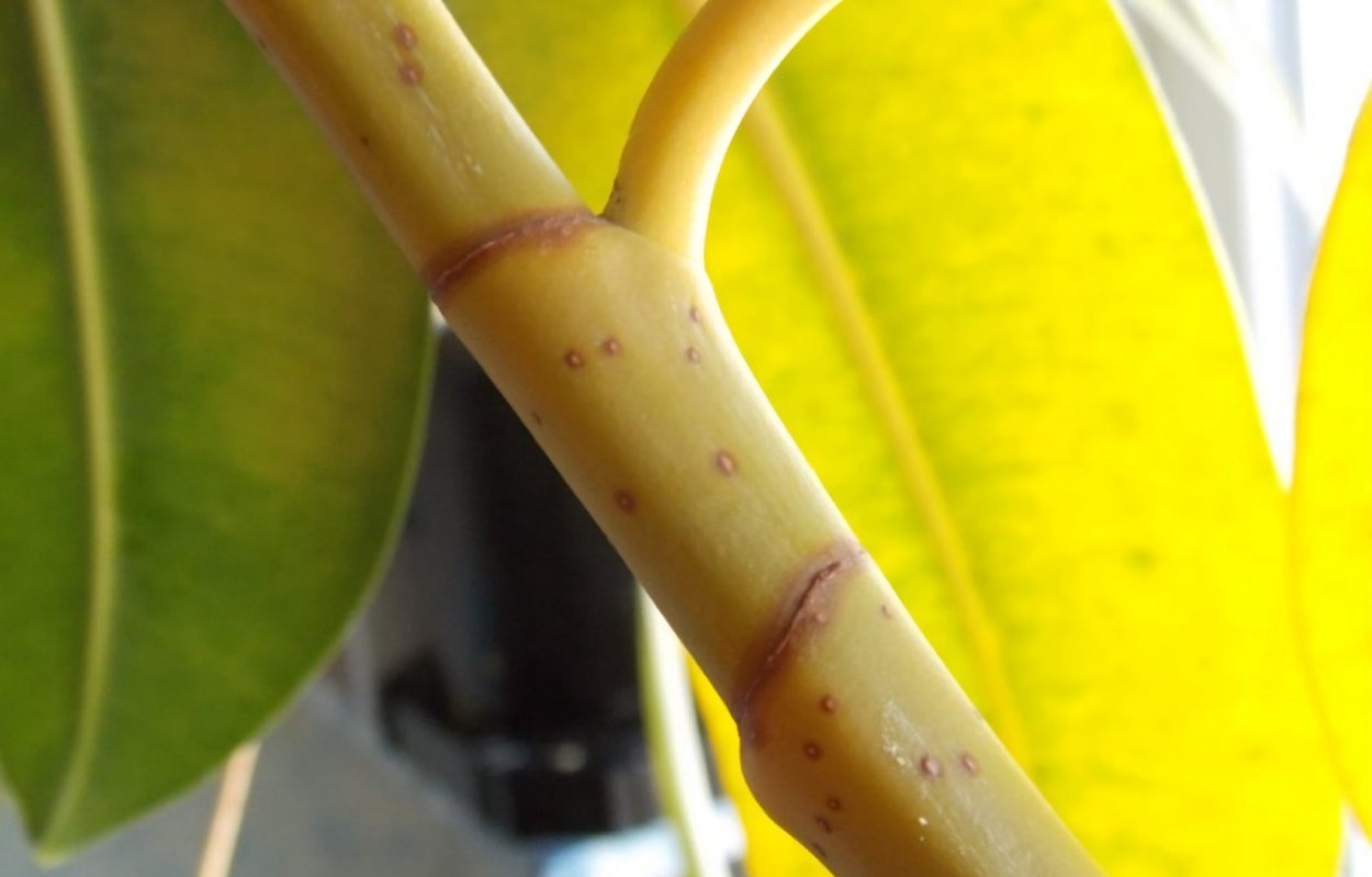 Антракноз фикуса каучуконосного