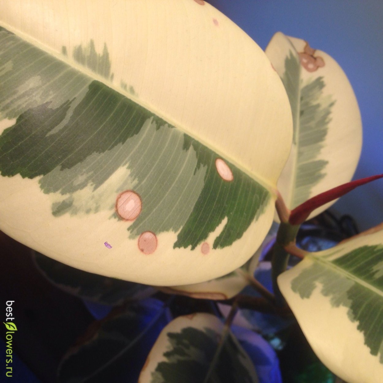 Фикус каучуконосный темные пятна на листьях