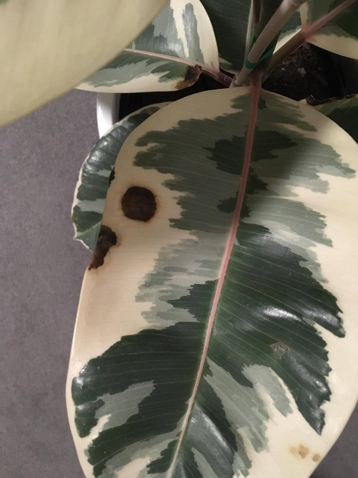 Фикус Тинеке болезни листьев