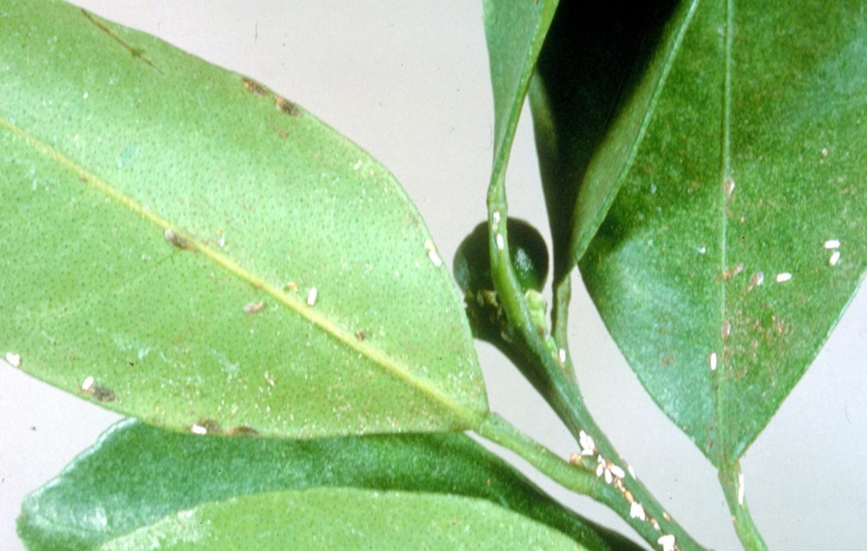 Dialeurodes citri Ashmead цитрус