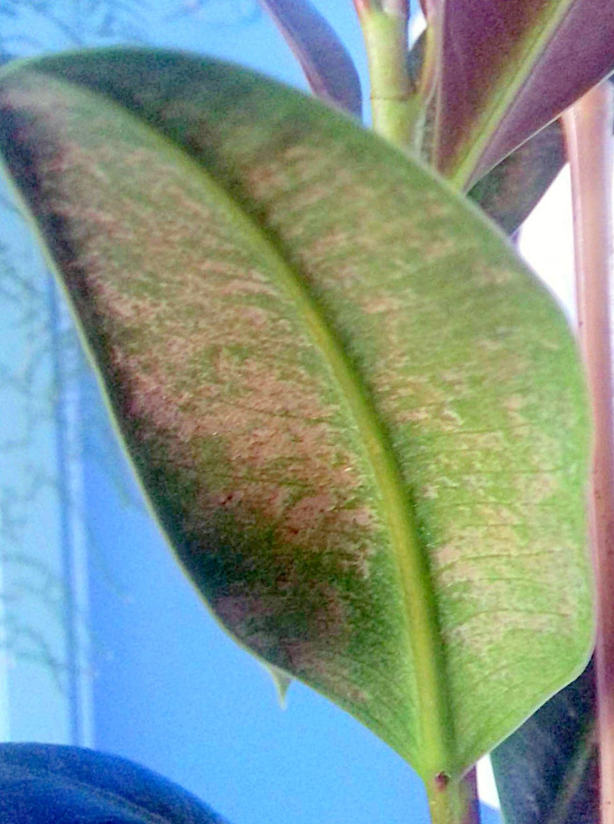 Фикус каучуконосный трипкы