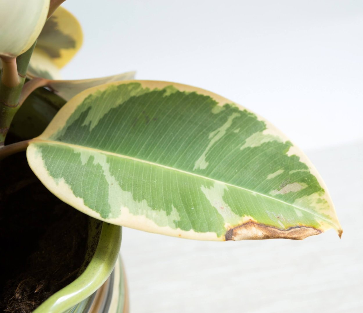 Хойи вариегатным листиком