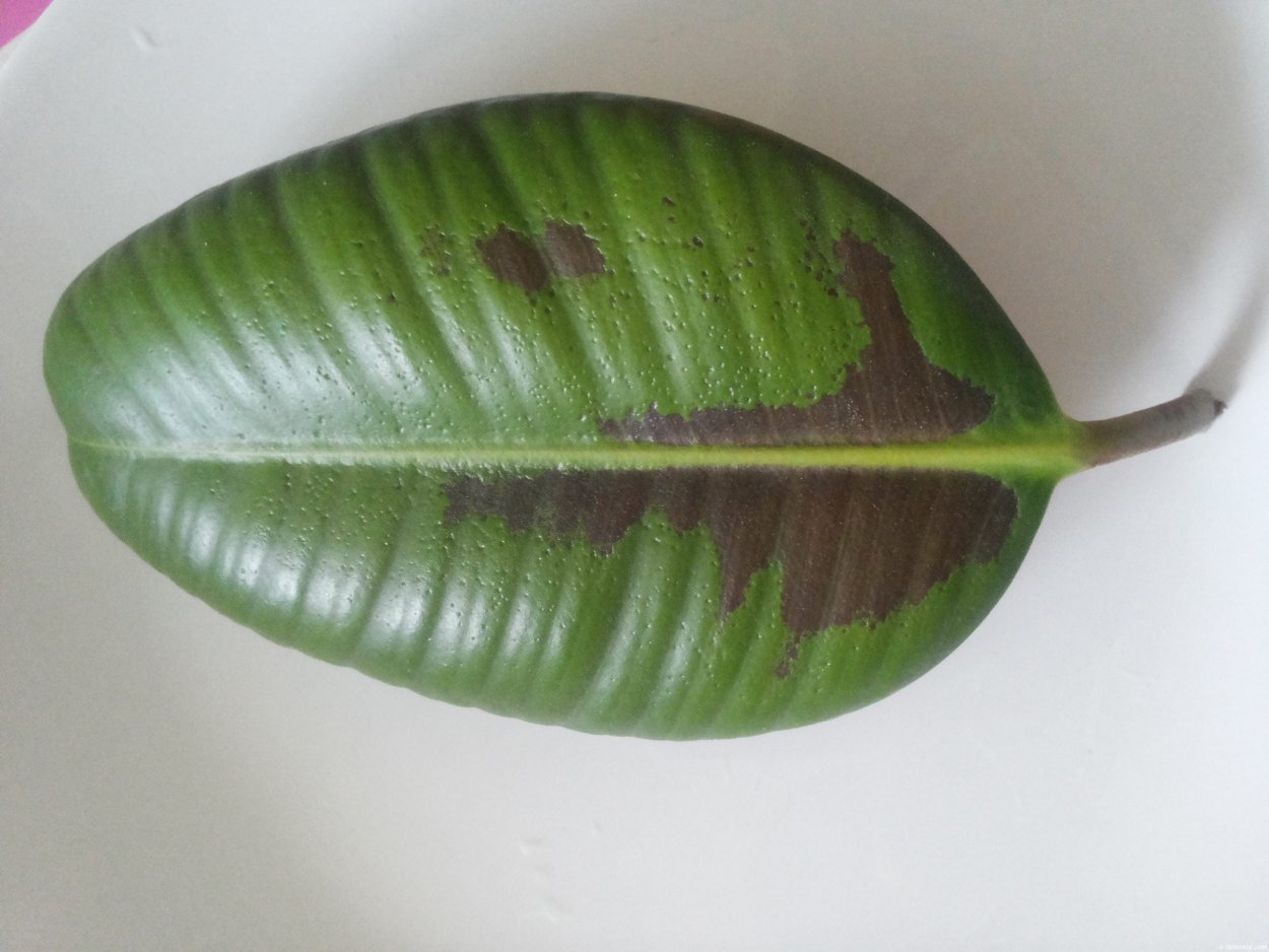 Коричневые пятна на листьях фикуса