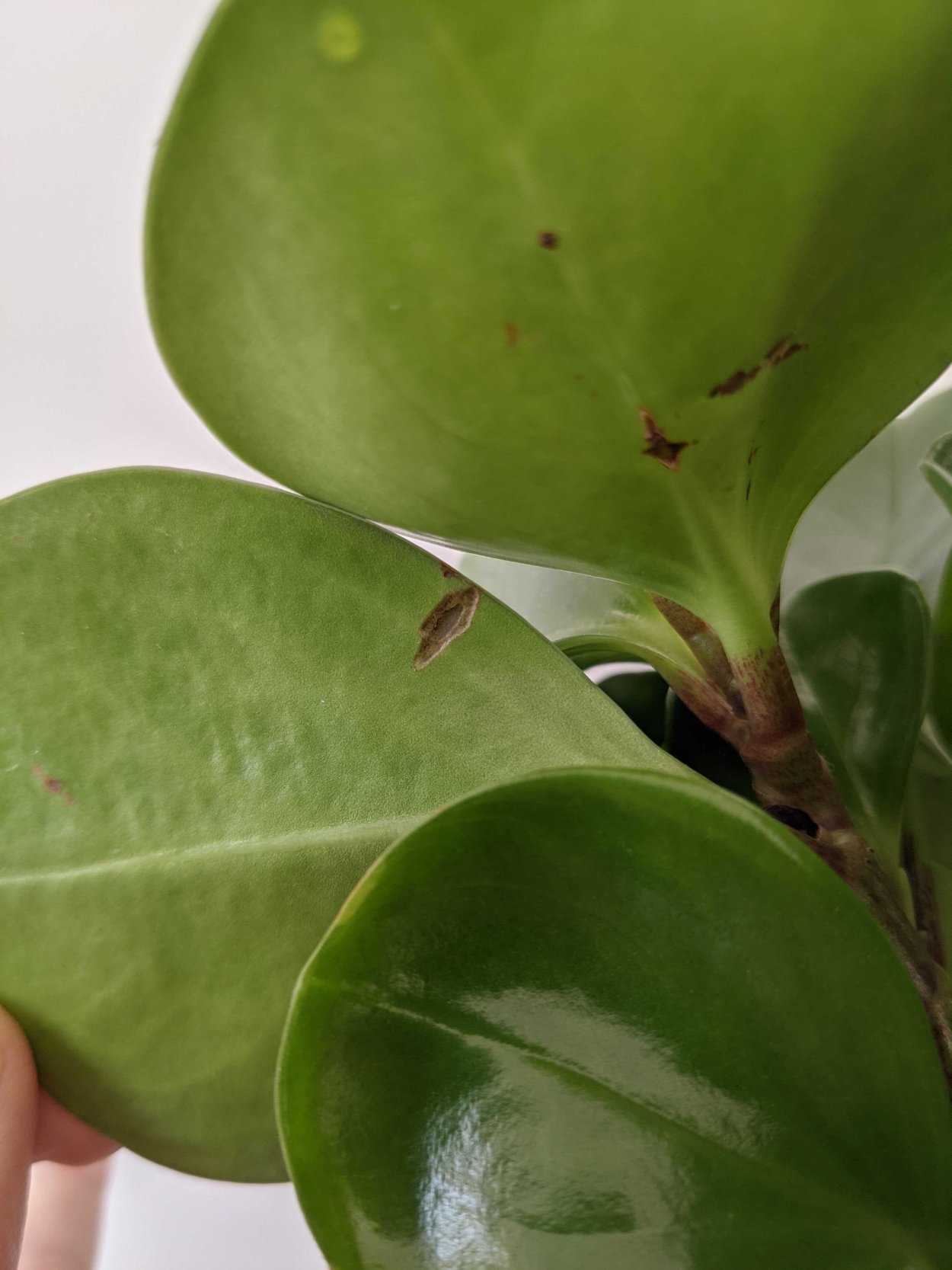 Вредители на пеперомии