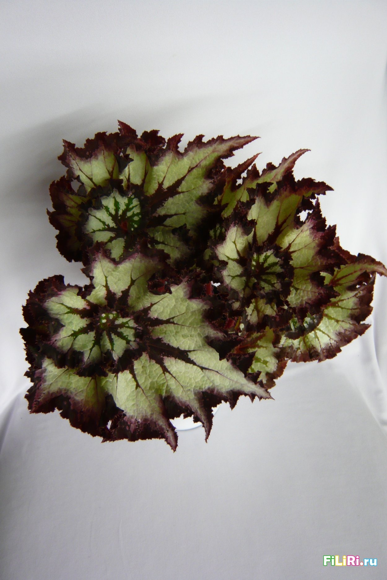 Бегония рекс Лилиан