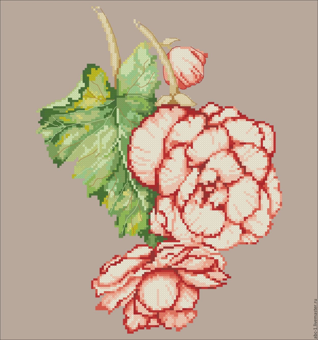 Бегония рисунок акварелью