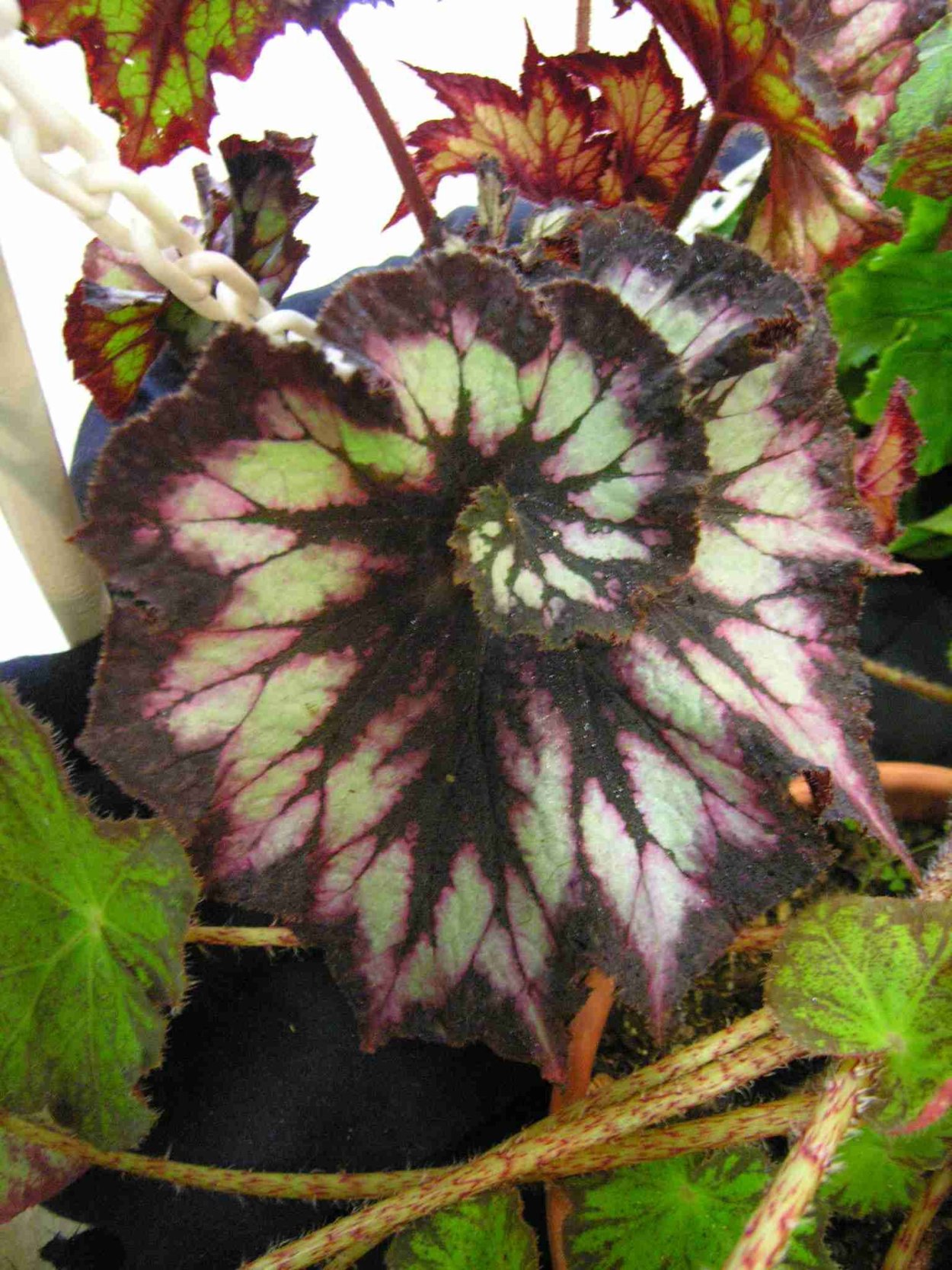 Бегония краснолистная рекс