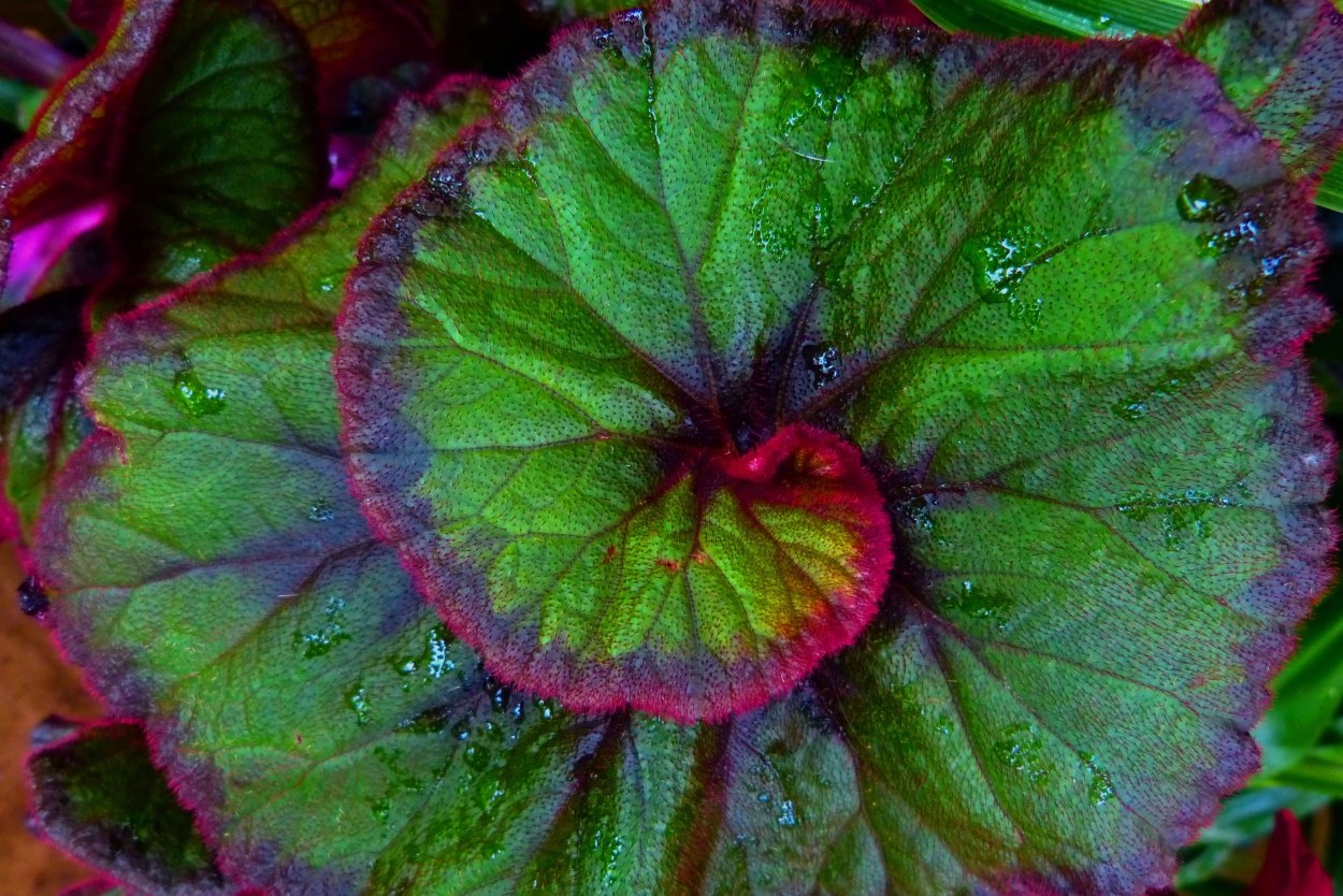 Бегония Celia