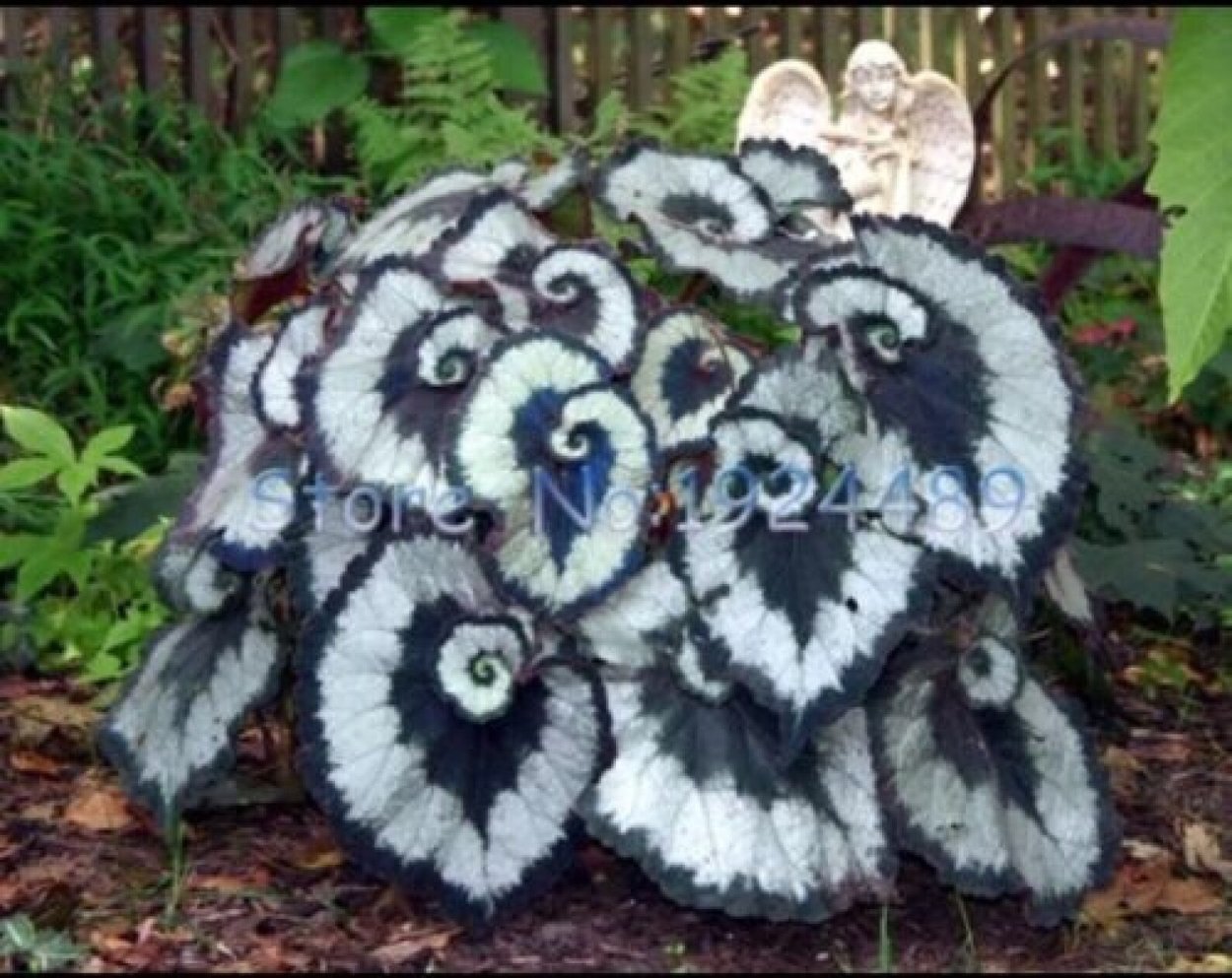 Бегония Эскаргот