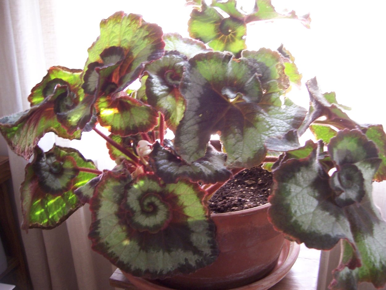 Бегония Картахена