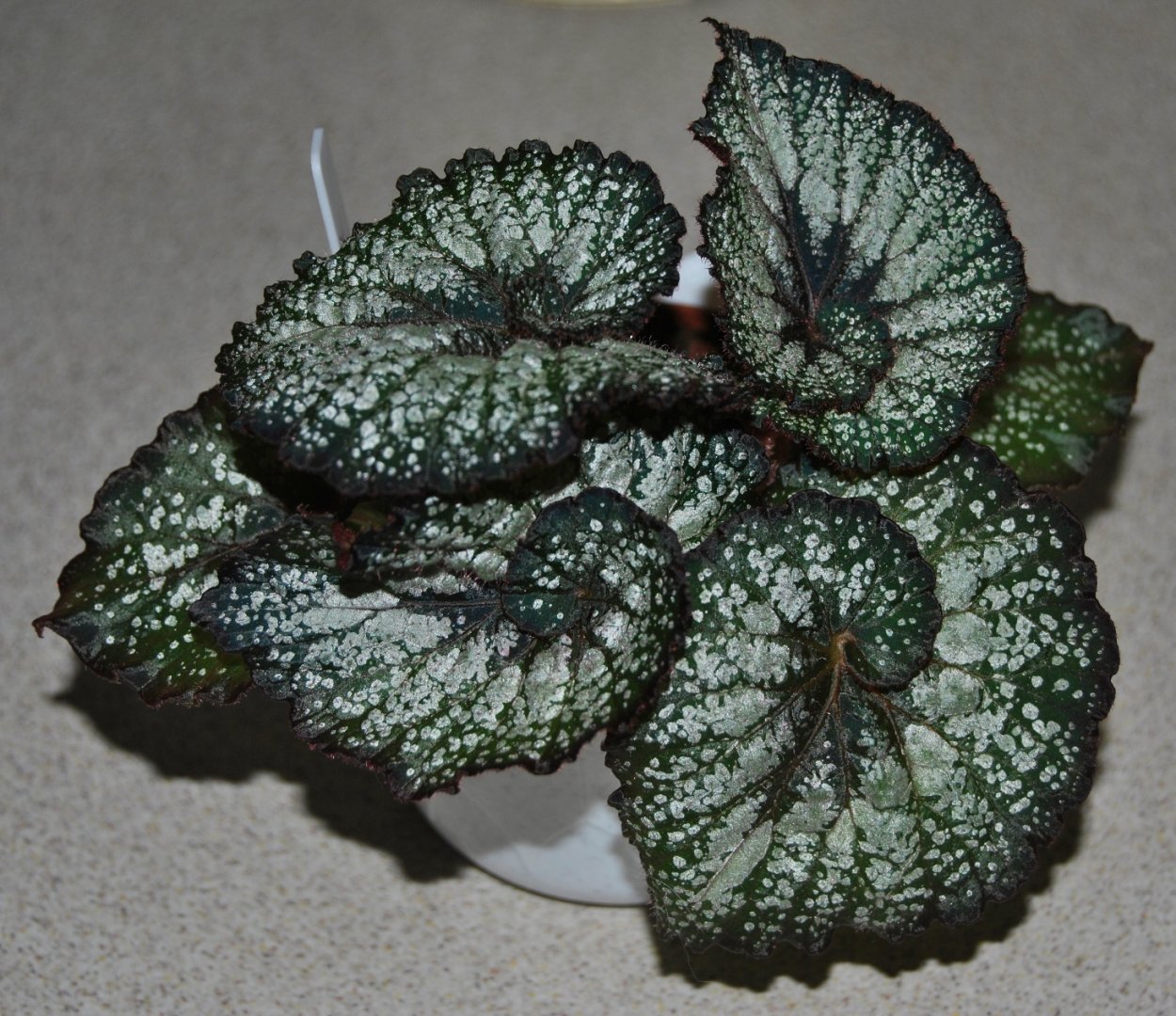 Королевская бегония «Rohceart»