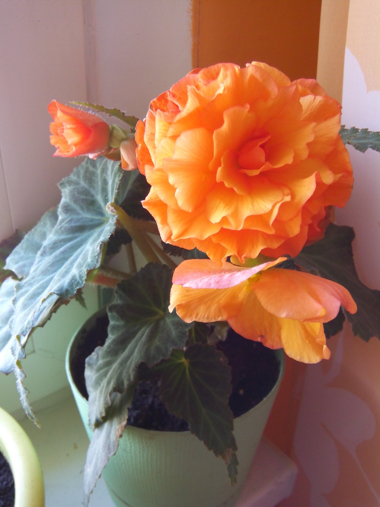 Клубневая бегония Colin Hamilton