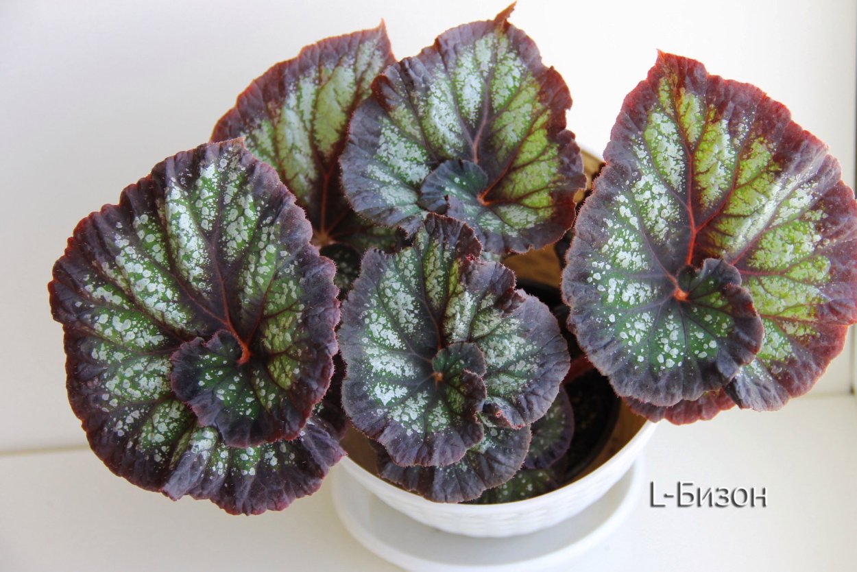 Бегония l гемина