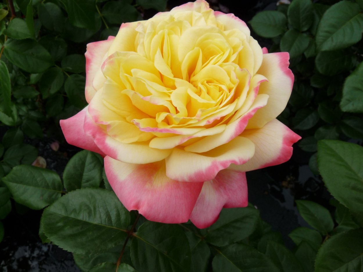 Каталог роз фирмы Кордес