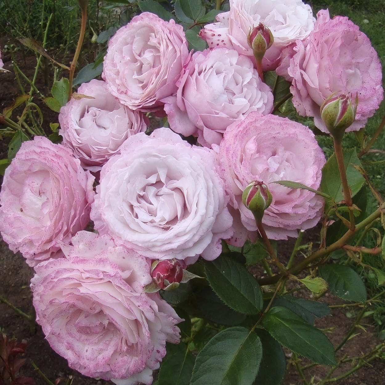 Роза Розенфасцинацион