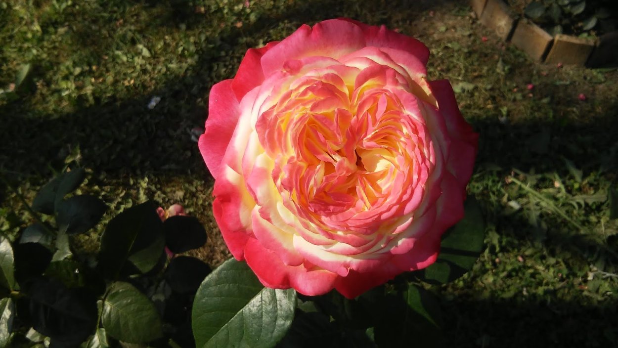 Роза Кордес чайно-гибридная Кордес Джубили