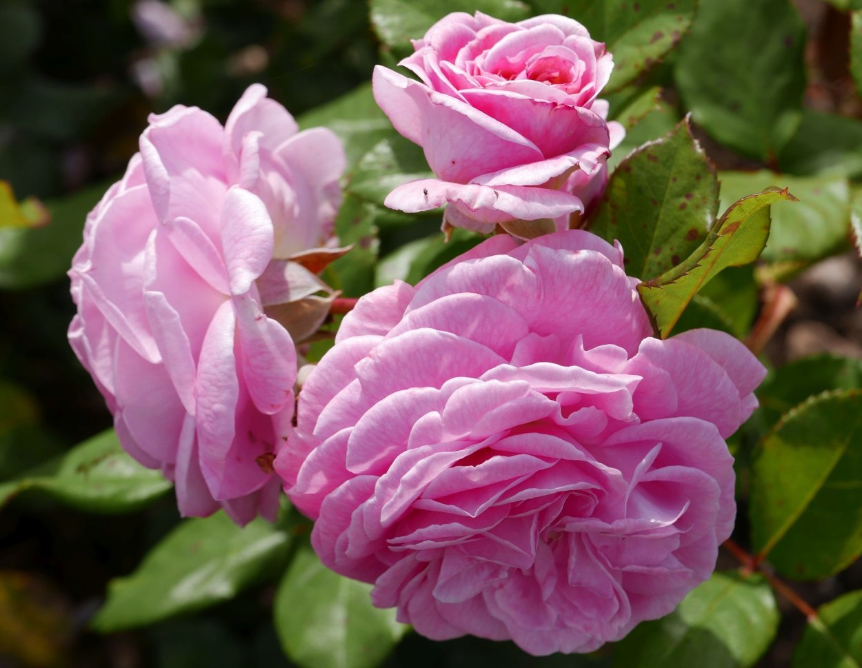 Роза Кордес Rosengräfin Marie Henriette