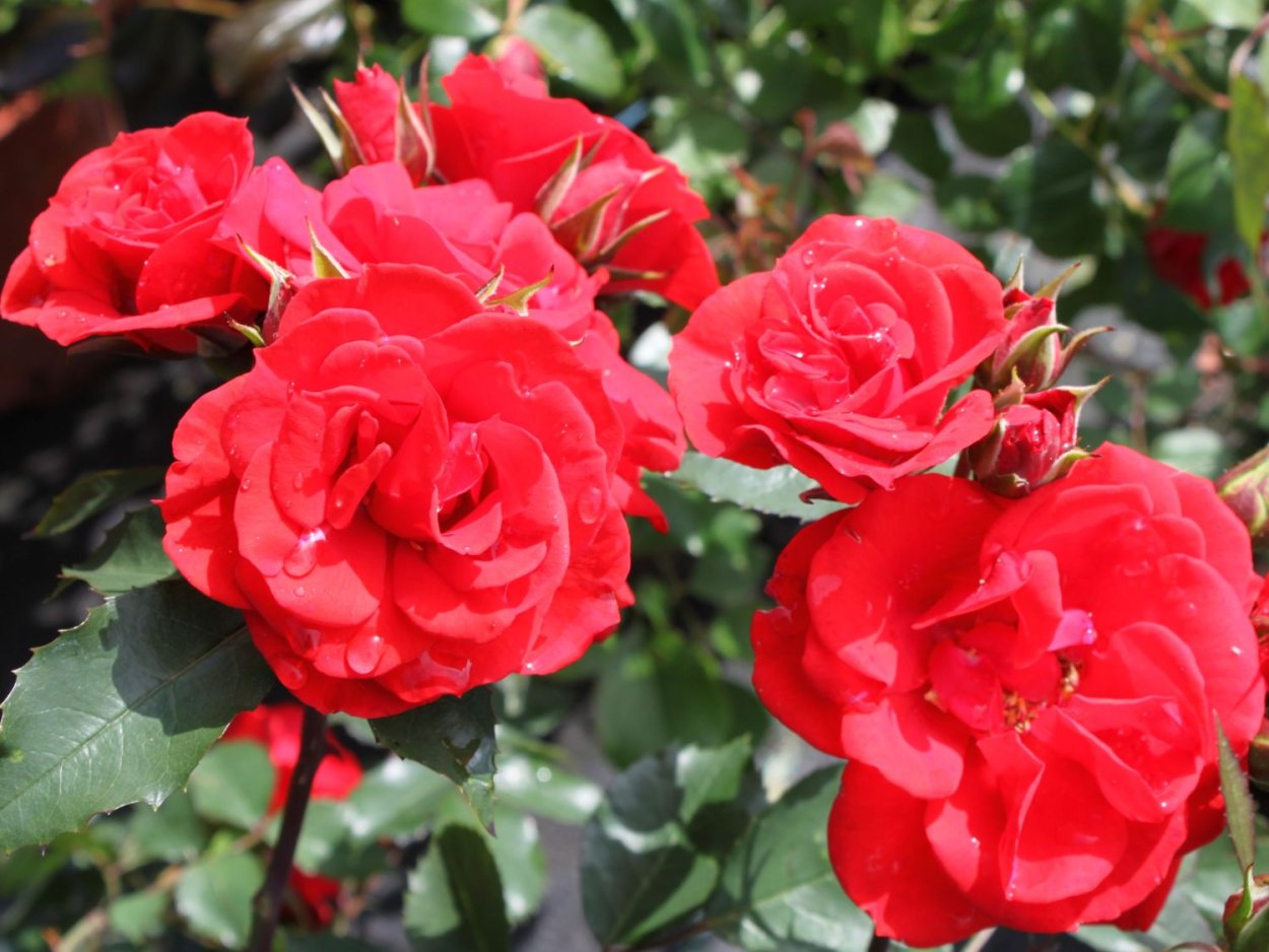 Роза Парковая Kordes Brilliant (Кордес бриллиант)