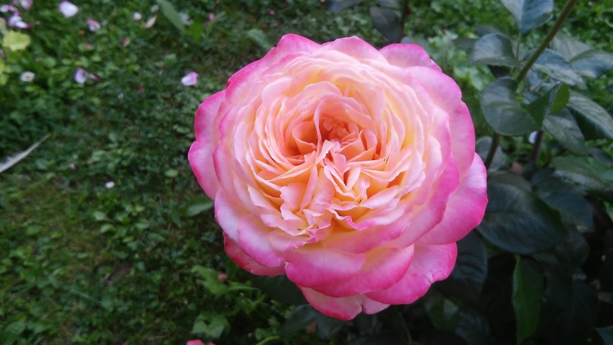 Роза чайно-гибридная Кордес Джубили