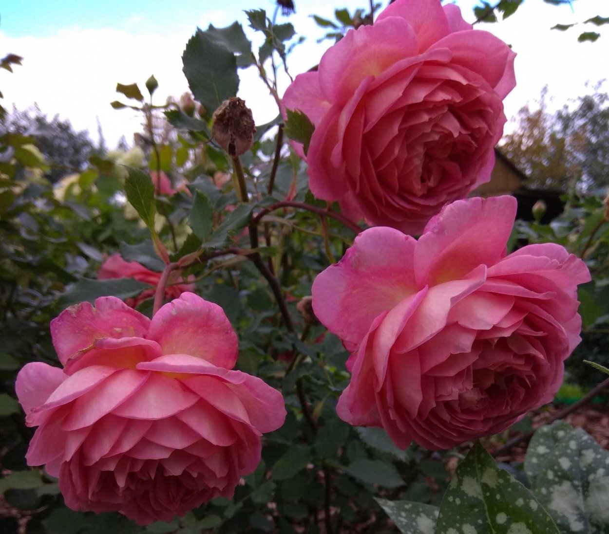 Роза Селебрейшен Джубили