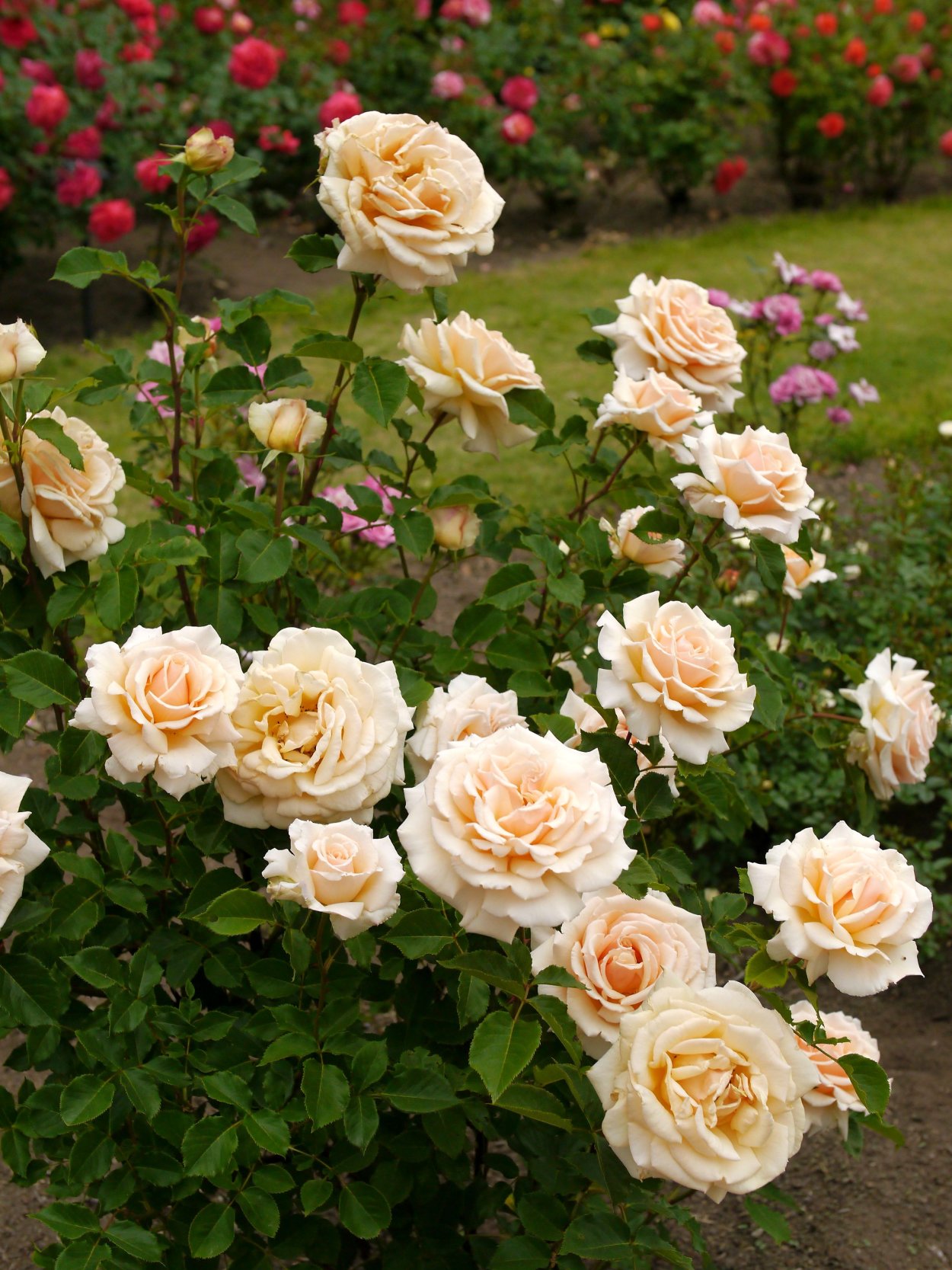 Роза чайно-гибридная 'Diamond Jubilee'