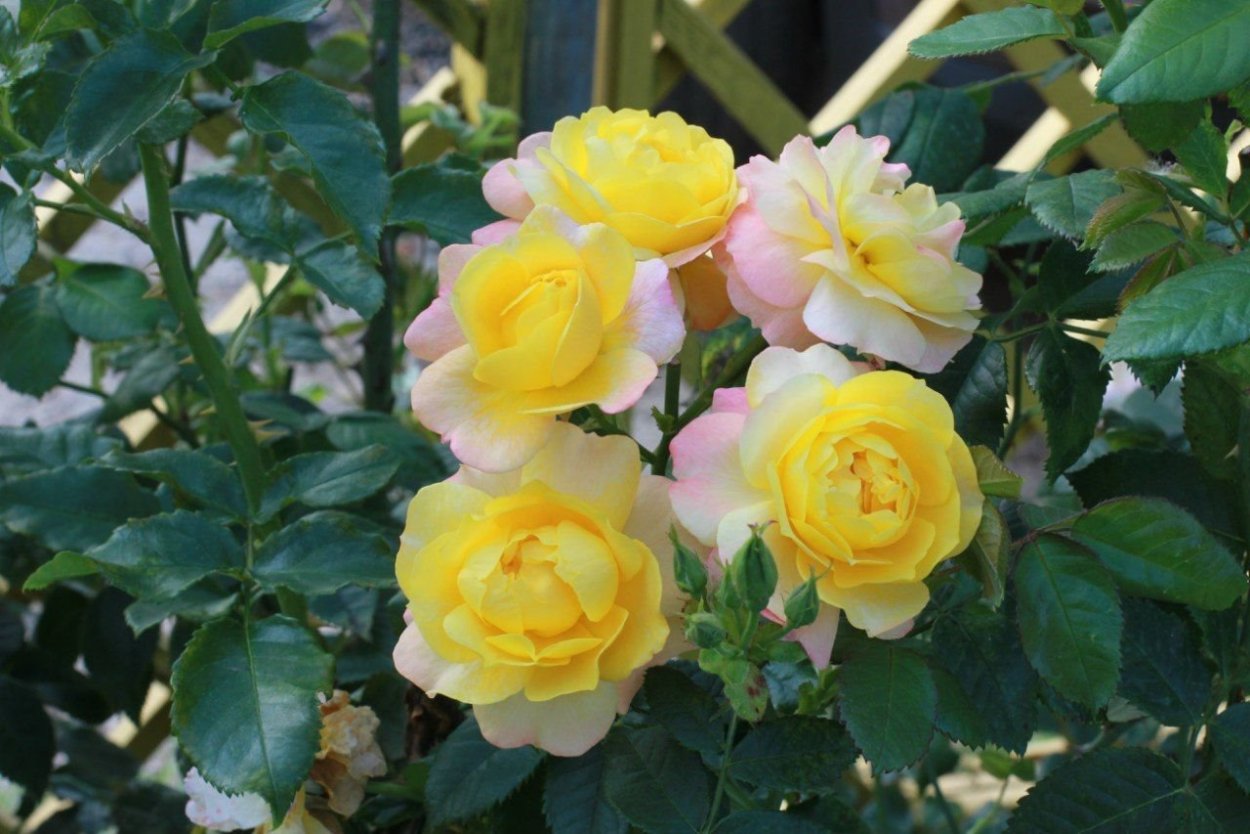 Роза Кордес Джубили