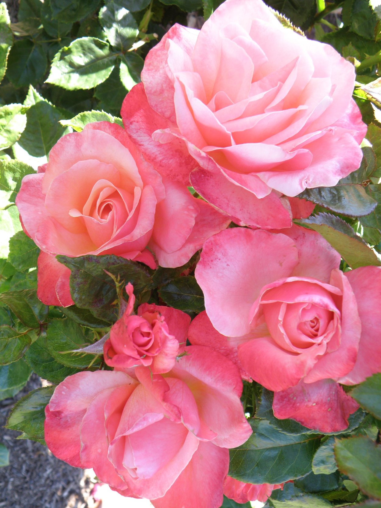 Роза Роял Джубили