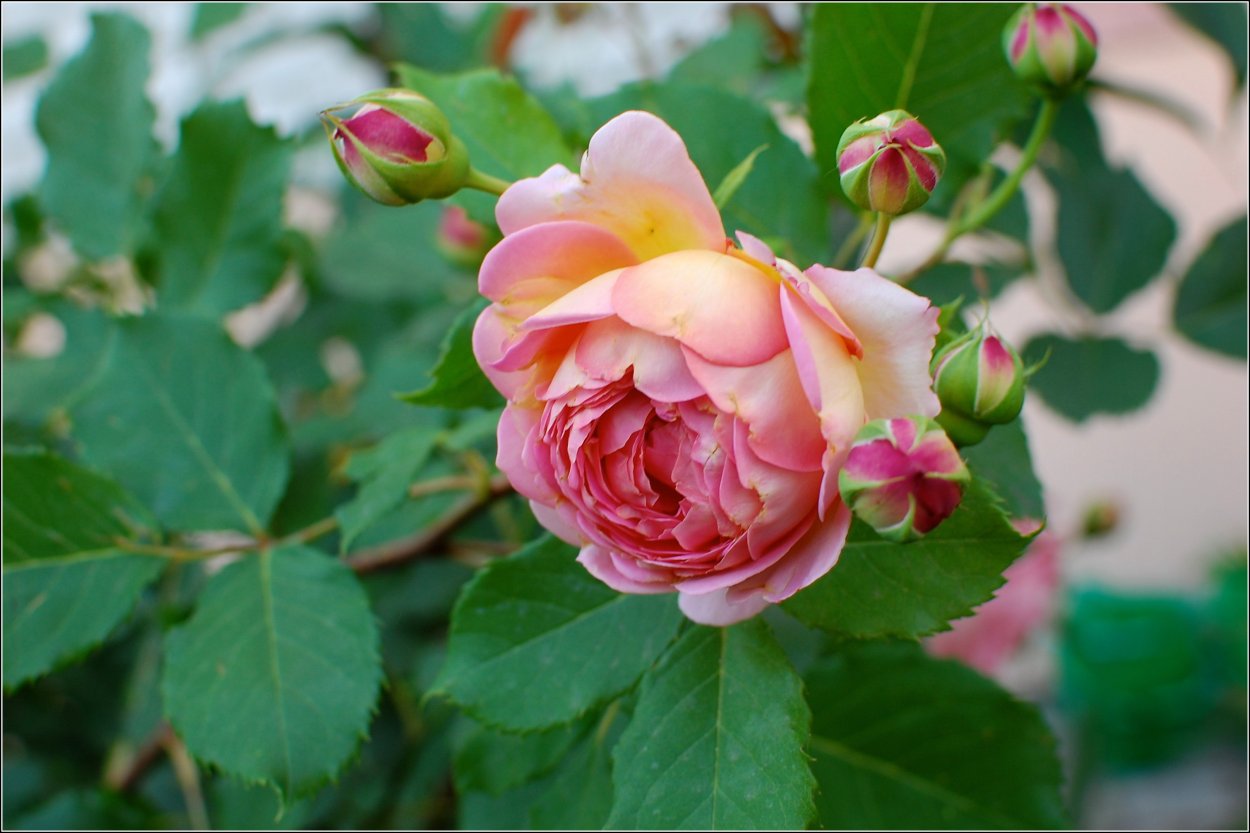 Three Weddings роза