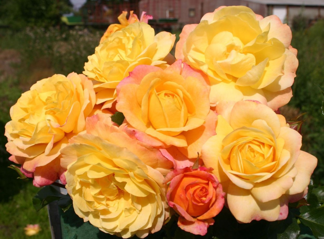 Роза Кордес Хоффнунг