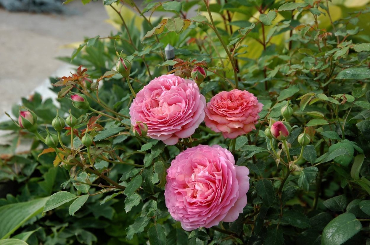 Роза Джубили Селебрейшн