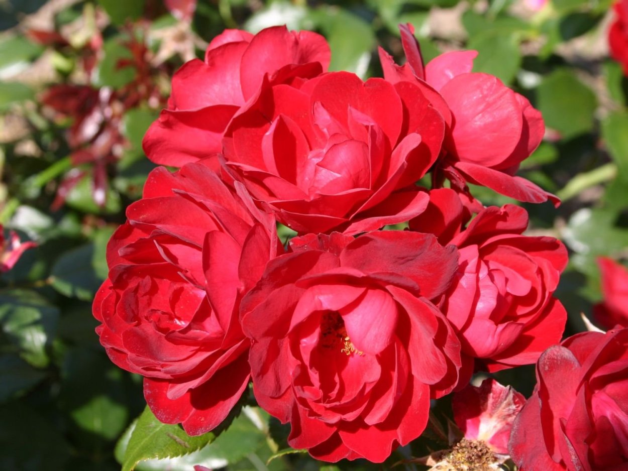 Роза флорибунда Милано