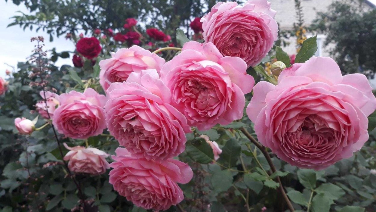 Роза Парковая Джубили Селебрейшен