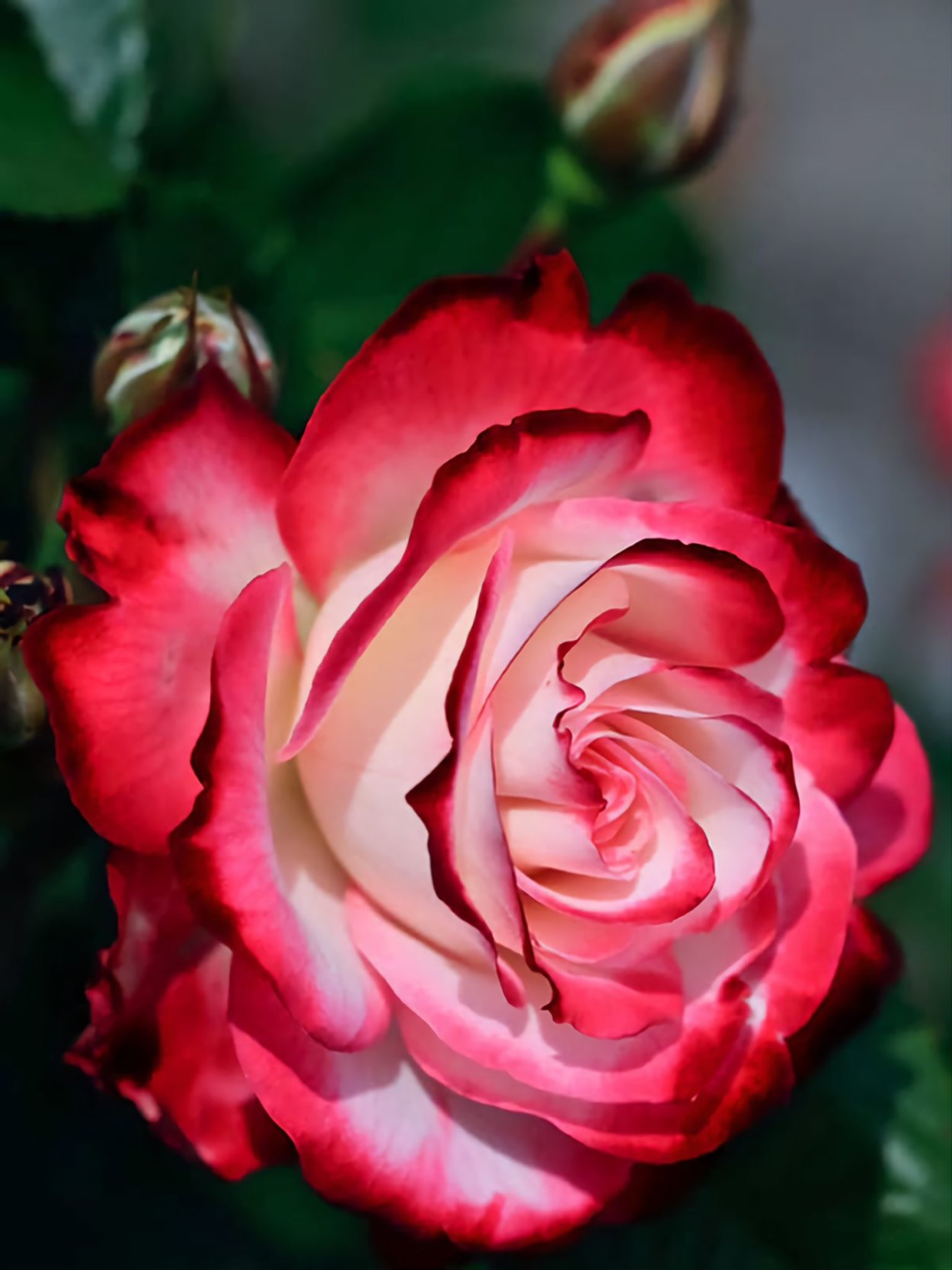 Жюбиле дю принц де Монако роза плетистая роза